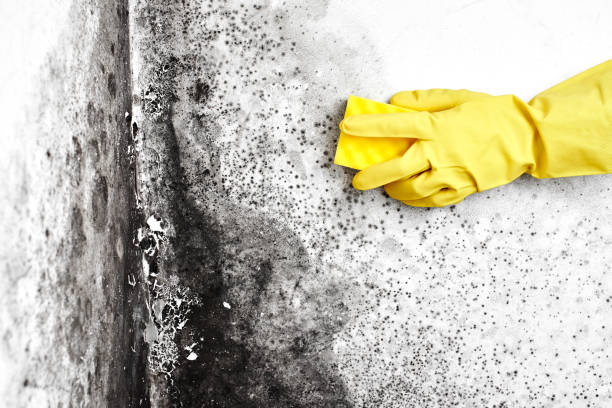 Best Emergency Mold Remediation in Raoul, GA