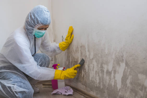 Best Industrial Mold Remediation in Raoul, GA