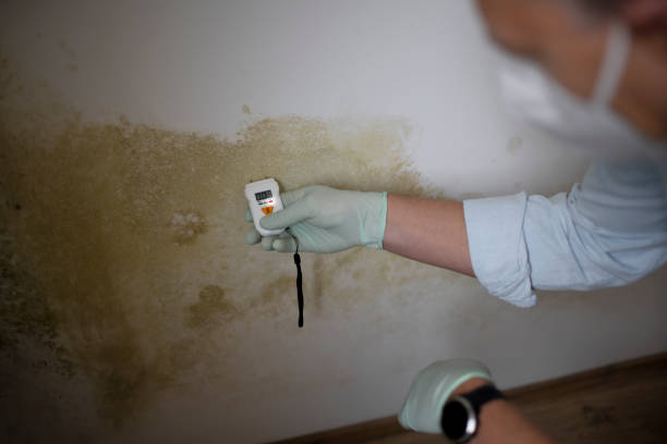 Professional Mold Remediation in Raoul, GA