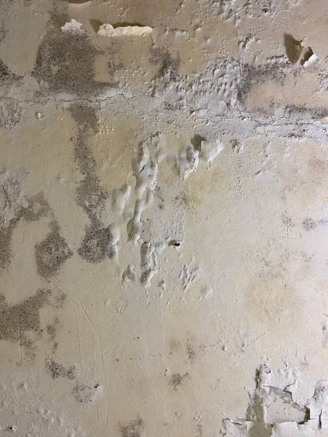 Best Bathroom Mold Remediation in Raoul, GA